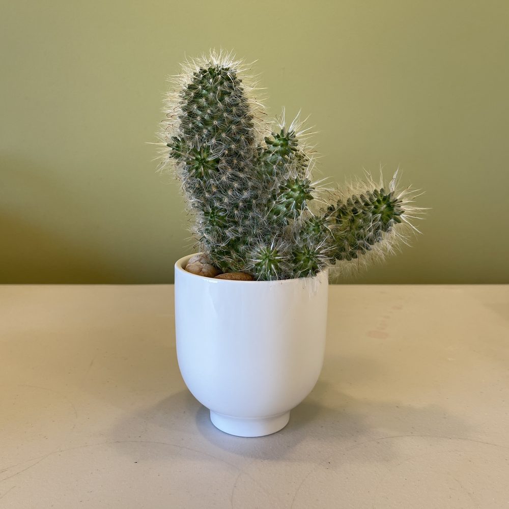Potted Cactus