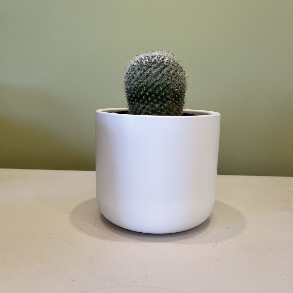 Potted Cactus