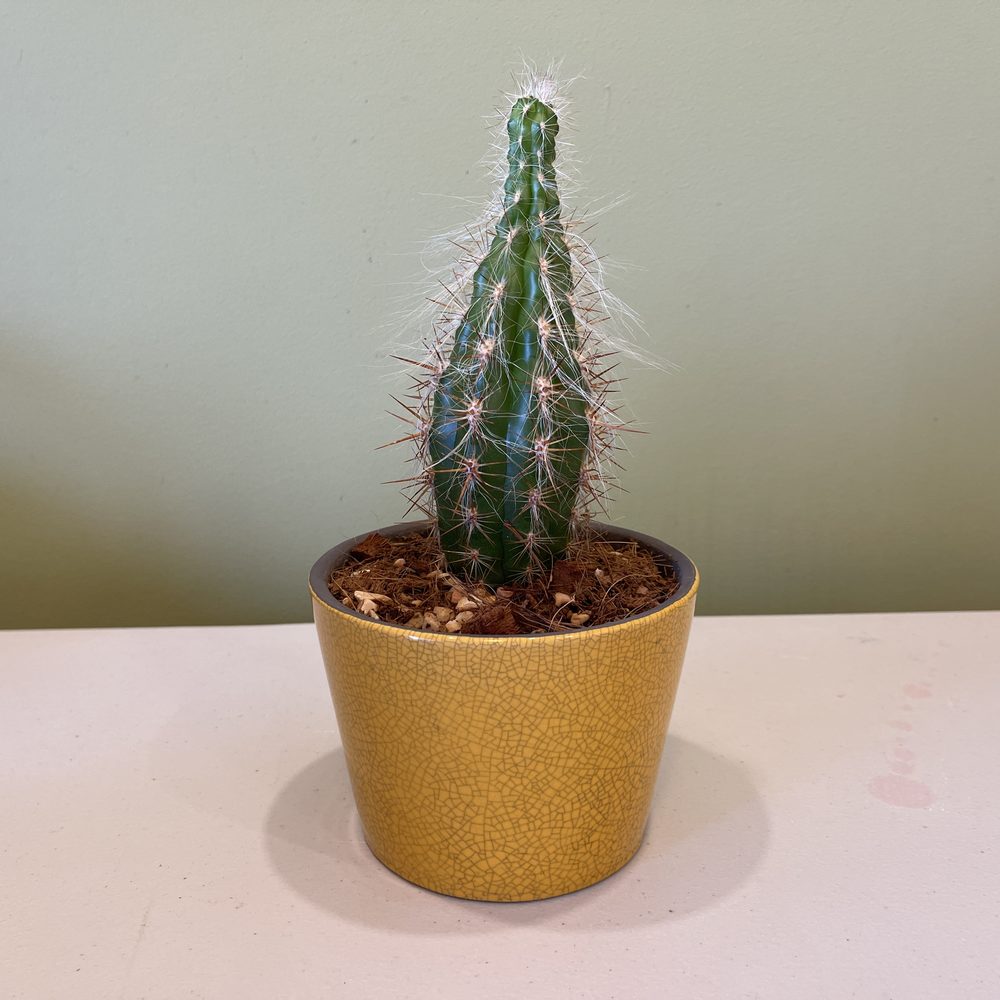 Potted Cactus