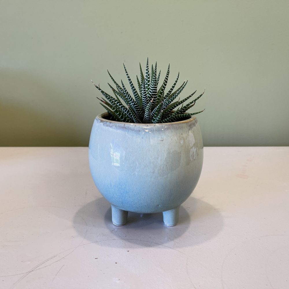 Potted Cactus