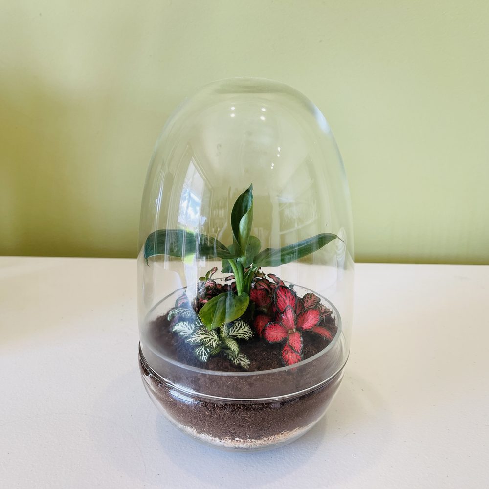 Medium Closed Terrarium